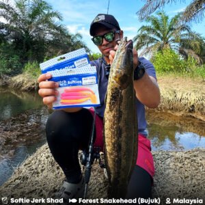 forest snakehead catchcrew.co softie jerk shad soft plastic lure